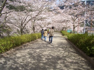 桜見物へ行きました